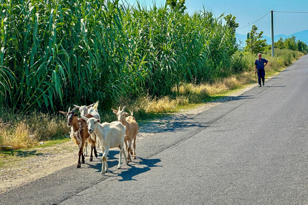 A shepherd with goats, something you don't see on Swiss roads anymore.