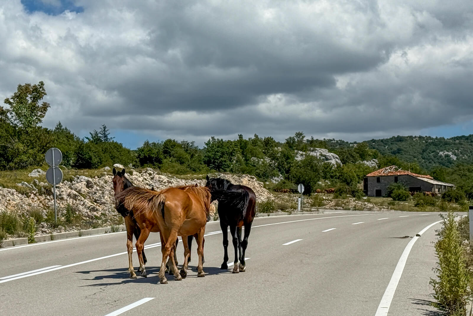 Horses on the road on Trans Dinarica.